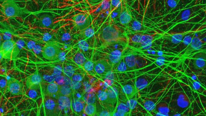 Descubren que las bacterias intestinales cambian la actividad de las neuronas cuando las tocan