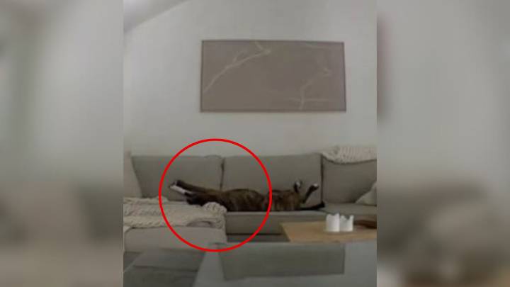 California Woman Checks Pet Camera Expecting Chaos At Home But Finds A Surprising Scene Instead