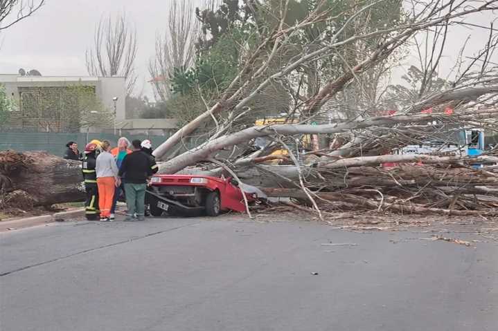 Un hombre murió aplastado por un árbol que cayó sobre su auto