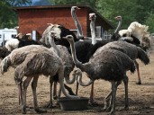 Chris Selley: Ostrich politics are a worrying sign of where our political heads are situated