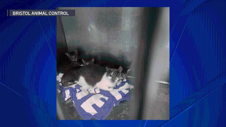Cat and her kittens left abandoned in Bristol