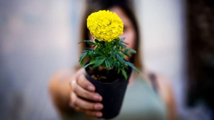 Las flores amarillas, el boom primaveral que conquista a San Juan