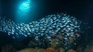 74 countries have now ratified a landmark treaty to protect the high seas. Why hasn’t NZ?