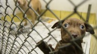Eight NJ pet stores fined for violating Pet Purchase Protection Act