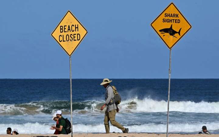 Muere surfista al ser mordido por un tiburón en Sídney