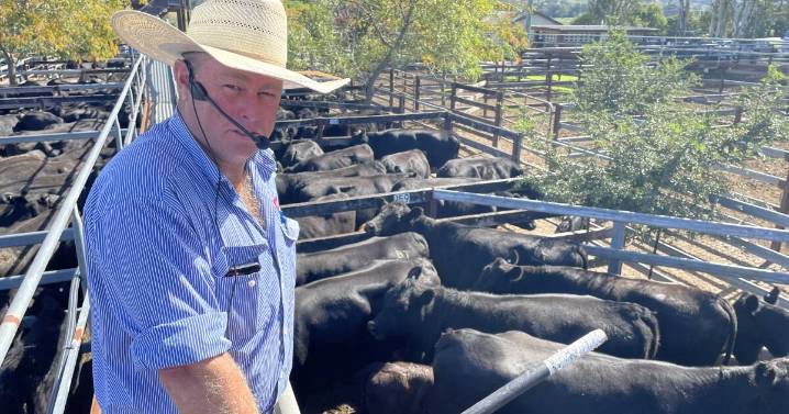 Gloucester store cattle sale September 11, 2025