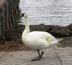Internet famous Scarborough swan dies of suspected lead poisoning