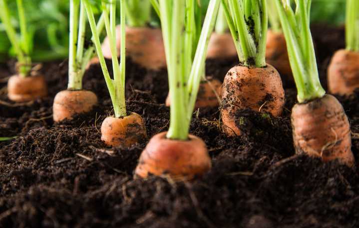 IN THE GARDEN: Frost tolerant vs. frost susceptible