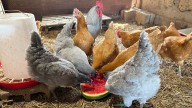 Backyard chickens may soon be legal in Owensboro: Here's what's at stake