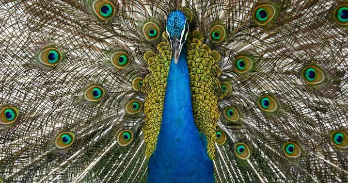 Man Accused of Killing and Eating Pet Peacocks Over Neighbor Dispute