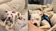 Pennsylvania Man Rescues A 4-Month-Old Puppy Left On Highway After A Life In A Crate