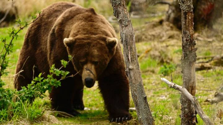 Alaska’s Fat Bear Week contestants, voting rules for 2025