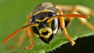 Warning as flesh-eating wasps are found in multiple parts of US for first time and experts don't know how they got here