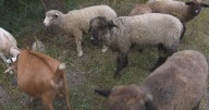Rhode Island "lambscaping" crew of sheep and goats clears brush from yards