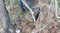 Decomisan 20 libras de metanfetamina en Arizona
