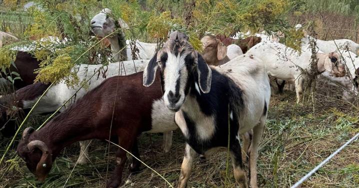 Goats graze Niagara Falls cemetery to support city’s greening goals