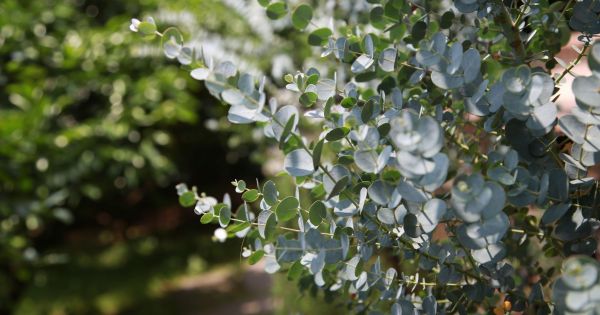 Mezclar menta y eucalipto: por qué lo recomiendan y para qué sirve