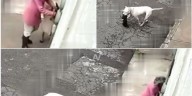 Pitbull mata a perrito chihuahua