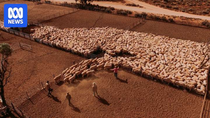 Sale of Australia's biggest sheep station at Rawlinna finally gets WA government approval