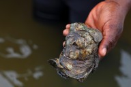 In coastal Ghana, female oyster farmers try to save an old practice threatened by climate change
