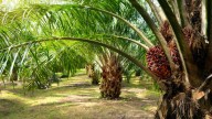 Afirman que producción de oleaginosas cubre 30% de la demanda