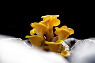 The golden oyster mushroom craze unleashed an invasive species – and a worrying new study shows it’s harming native fungi