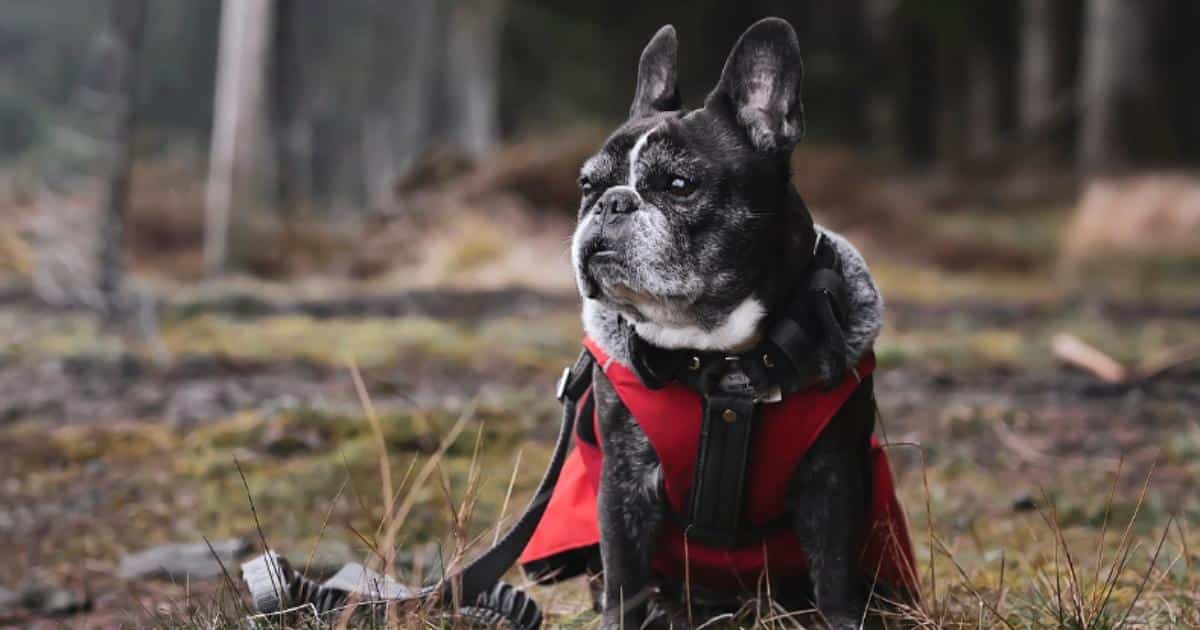 If French Bulldogs Could Text: 7 Messages Your French Bulldog Would Send You Today