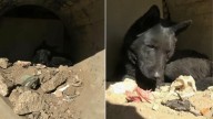 California Rescue Team Faces Surprise When They Discover A Dog Trapped In A Canal