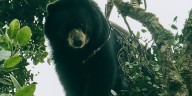 En imágenes: campesino registró el avistamiento de un oso de anteojos en zona rural de Palmira