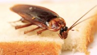 Elimina hormigas, ácaros y cucarachas con pasta de dientes