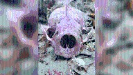 Why Do Some Sea Otters Have Purple Bones And Teeth?