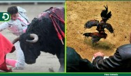 Ratifican decisión: Corte Constitucional prohíbe corridas, corralejas y peleas de gallos