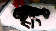 Capital Humane Society rescues 9-month-old puppy found in Pumpkin Patch