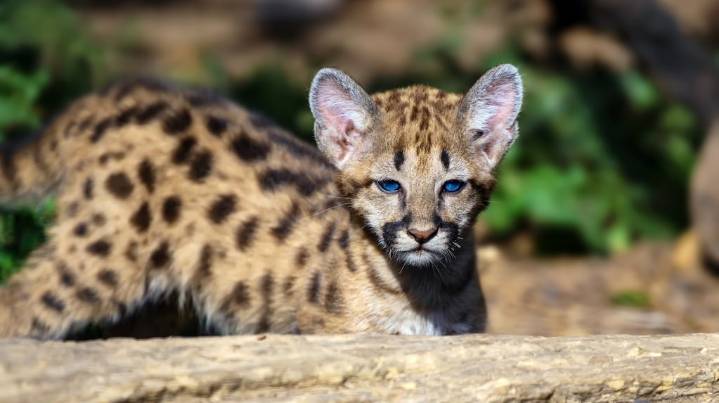 Mató a un cachorro de puma a golpes, filmó la agresión y compartió el video en redes sociales: lo detuvieron