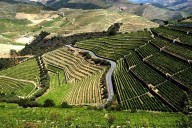 Where Californians should travel in 2025 for fantastic foreign wine