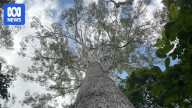 Timber industry counts cost of ban from 176,000 hectares of Great Koala National Park