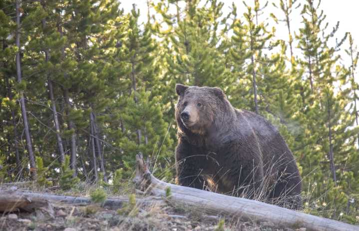 Yellowstone hiker injured by bear on Turbid Lake Trail