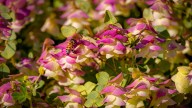 Ornamental Oregano Varieties To Plant For Fragrant Garden Foliage