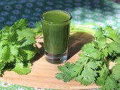 Cuales son las efectos antioxidantes y digestivos del cilantro
