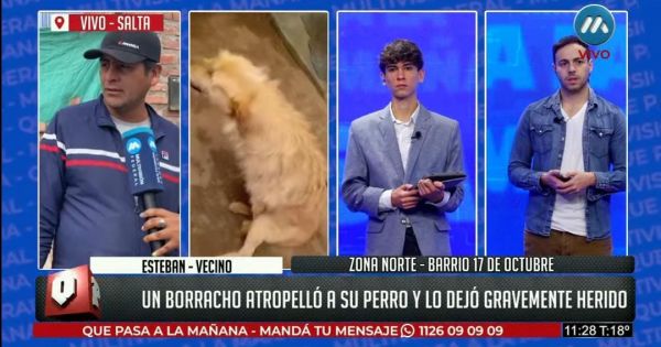 Indignación en Zona Norte: auto atropelló a un perro y el conductor estaba borracho