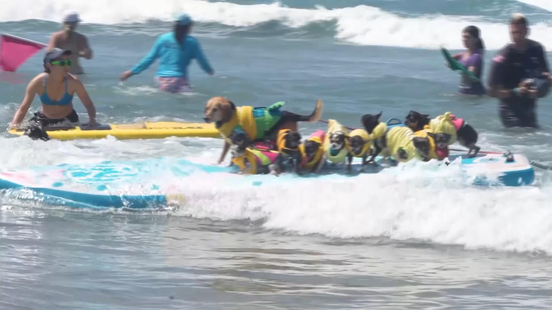 Dogs make a splash at Surf