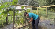 Super squash: Salisbury resident grows 54