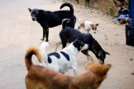 Texas Town Terrorized by Expanding Pack of Feral Dogs
