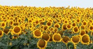 Nature: Sunflowers in South Dakota