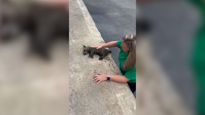 Una enfermera le hace RCP a un mapache borracho y le salva la vida.