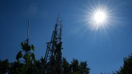 Alex Babich sets record with world's tallest sunflower