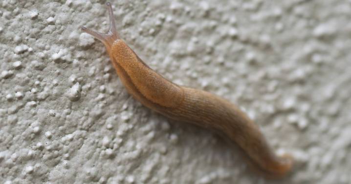 Three-ingredient mix that costs pennies clears home and garden of slugs