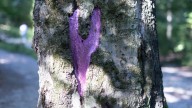 The Significance Of A Purple-Painted Tree And Why You Should Stay Away