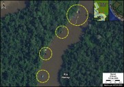 225 ríos y quebradas de la Amazonía peruana están afectados por la minería de oro