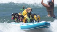 Tablas, olas y colitas felices: así surfean perritos en playa Del Mar
